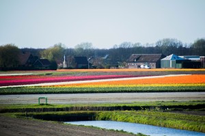 Champs de Tulipes Pays Bas