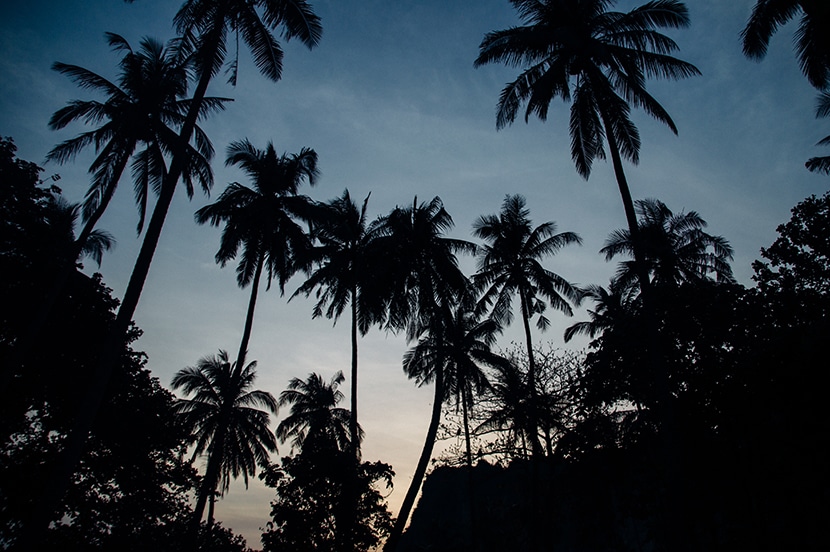 palmiers tonsai-beach thailande