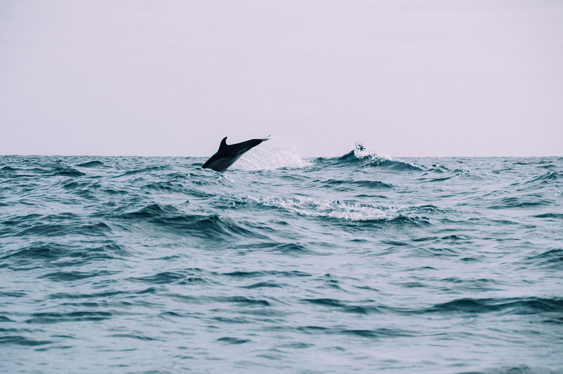 voir dauphin aux açores
